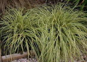 CAREX OSHIMENSIS 
